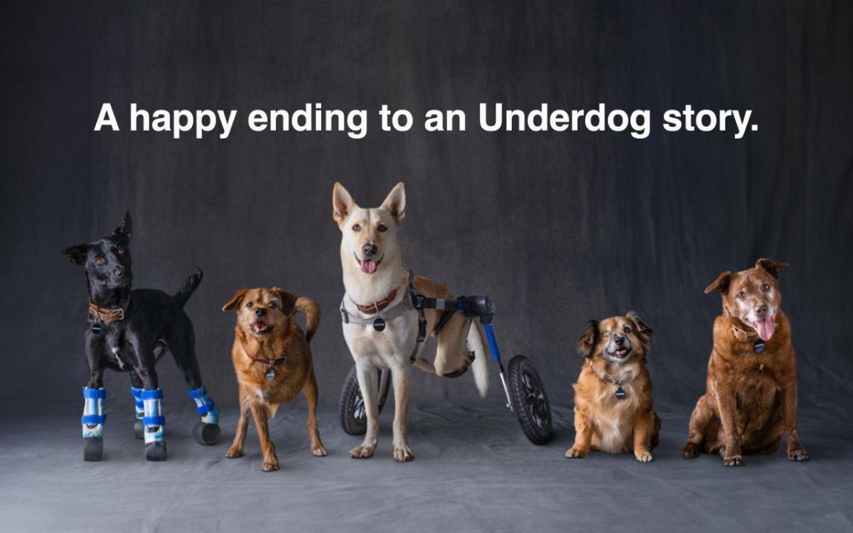 5 dogs pose under text that says "A happy ending to an Underdog story."