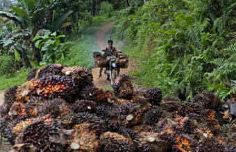 Palm oil farmer in South Sulawesi, Indonesia, on motorbike transporting palm fruit and approaching pile of palm fruit