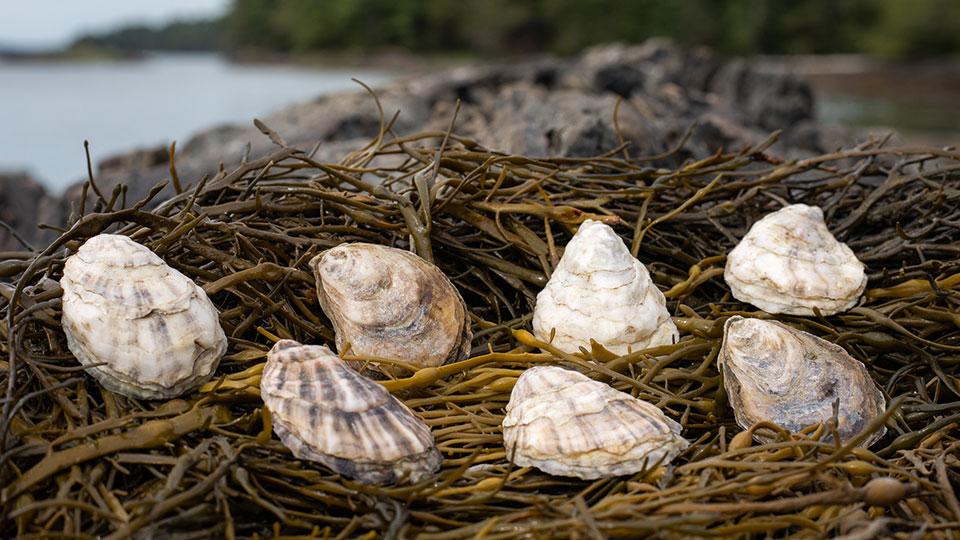 Oyster shells and​ macroalgae (such as​ kelp​)​ serve as restoration solutions to ​promote​ ocean health. 