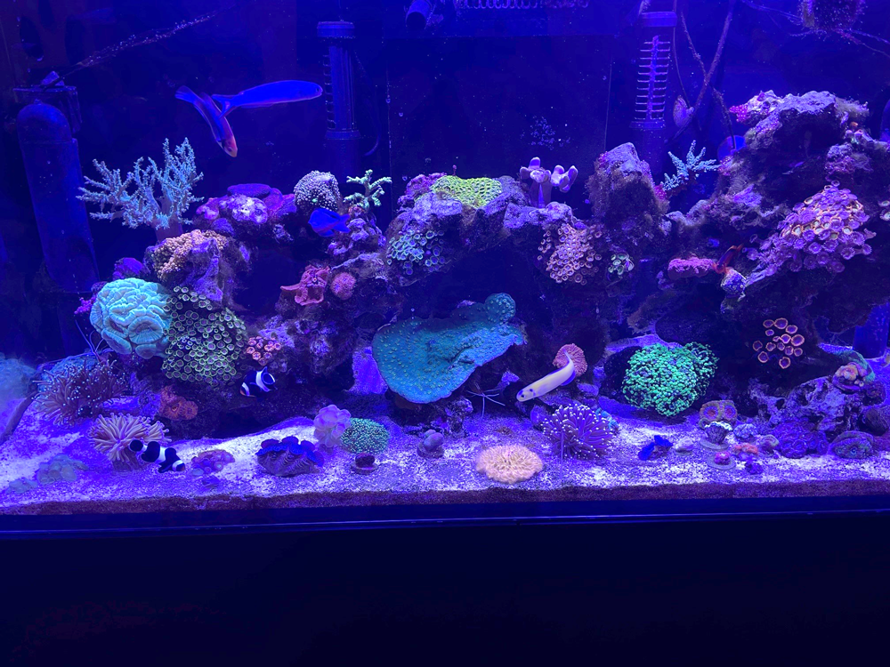 A reef tank