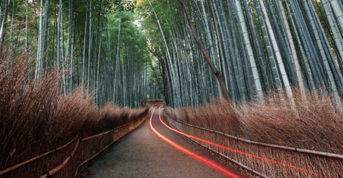 A road running through a forest