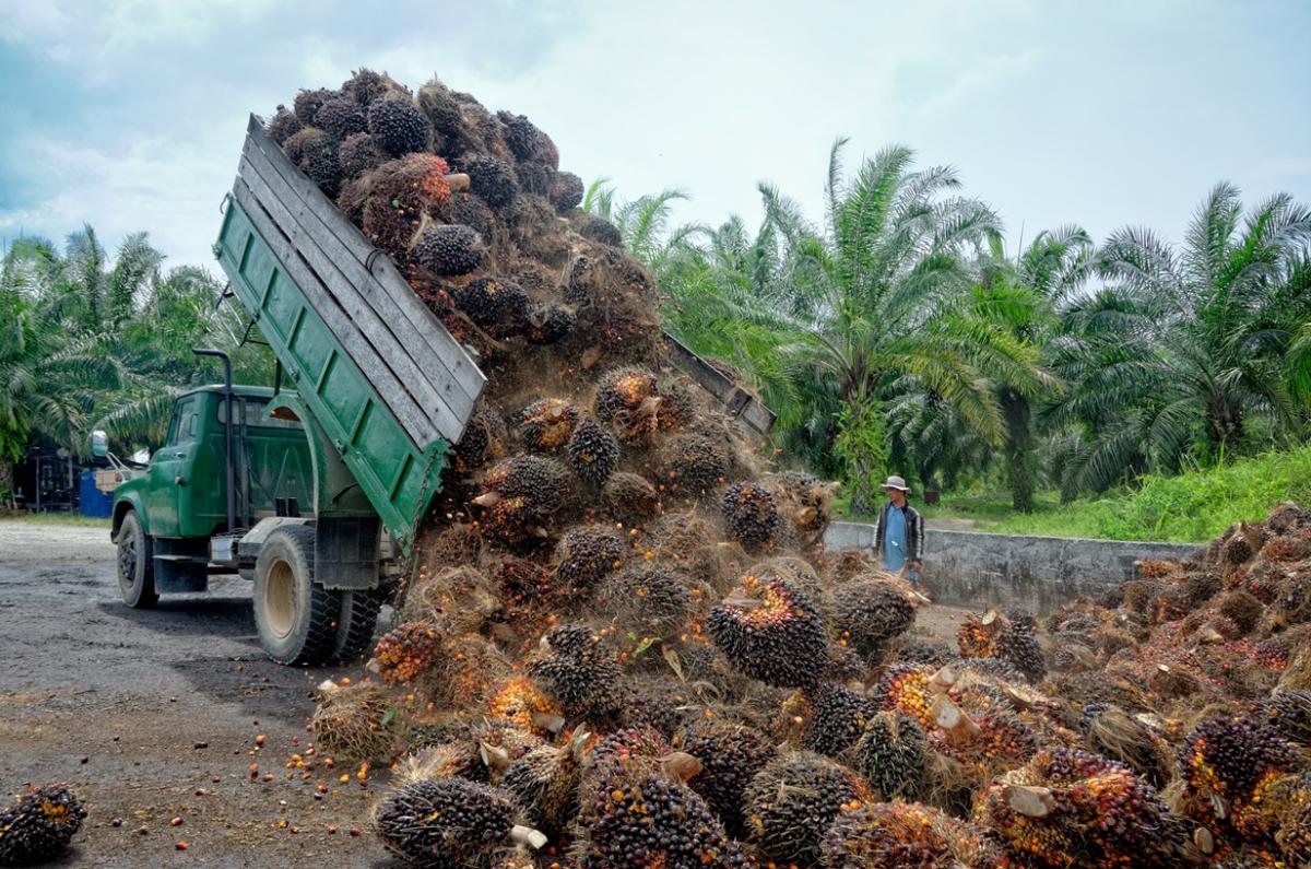 Palm oil fruit on truck 