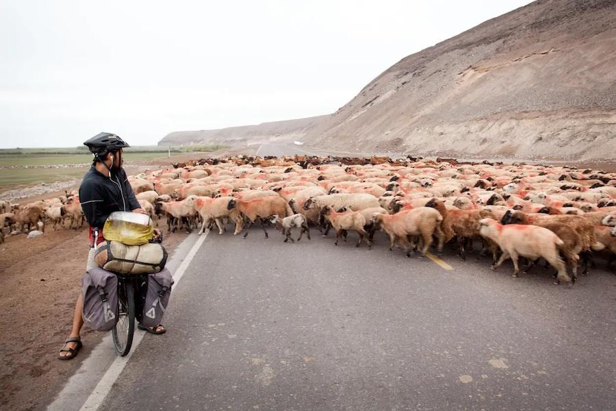 Thomas Allison photograph of a cyclist waiting for a herd of sheep to cross the road.