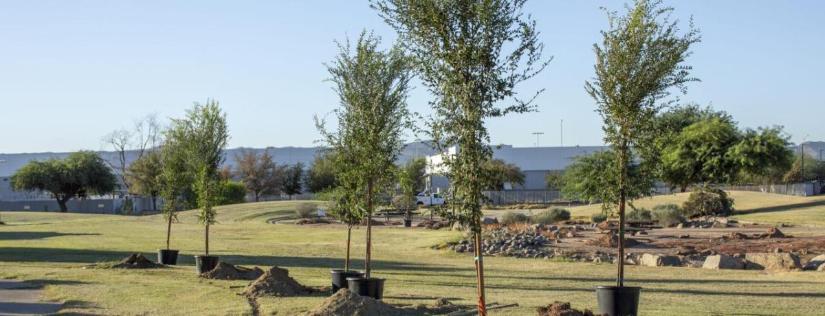 Trees lined up in a field ready to be planted 