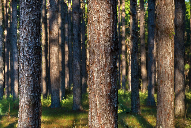 Tree trunks 