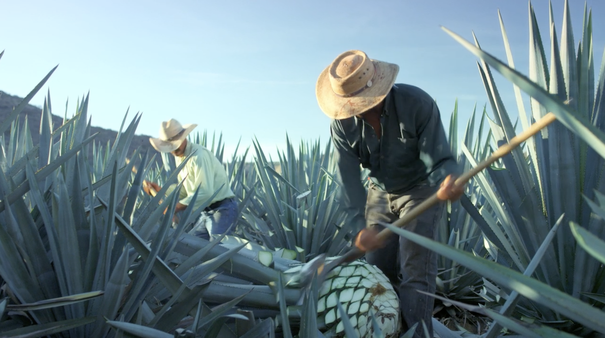 agave farmers in field