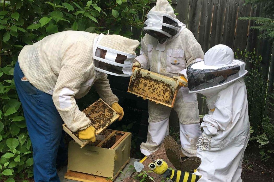 people working with honey bees