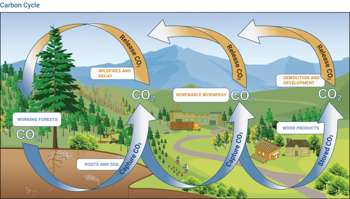 info graphic "Carbon Cycle" with concentric arrows showing the transfer of CO2 from forest to homes.