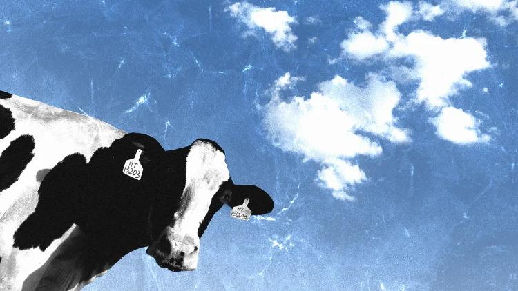 A cow with a blue sky and clouds behind it.