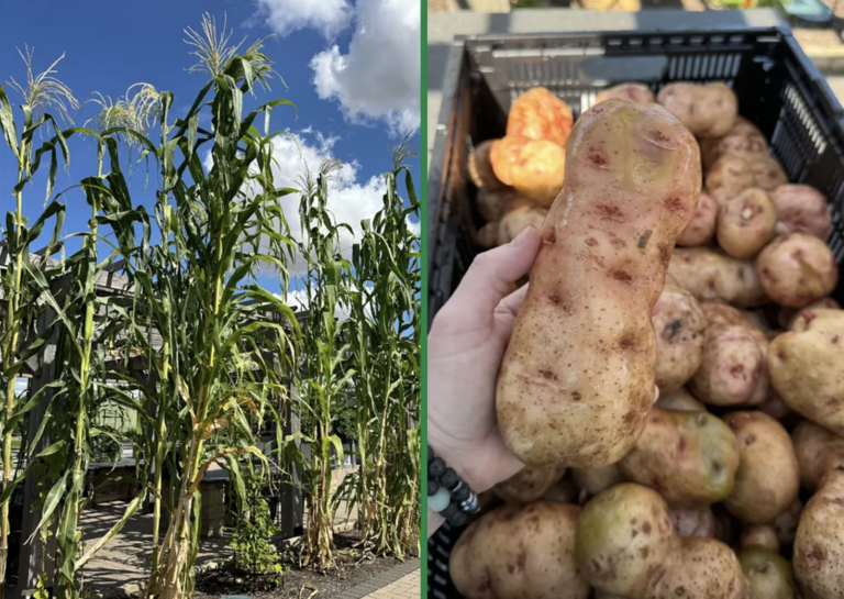 On the left tall corn plants, on the right a hand holding a potato over a bin of other potatoes.