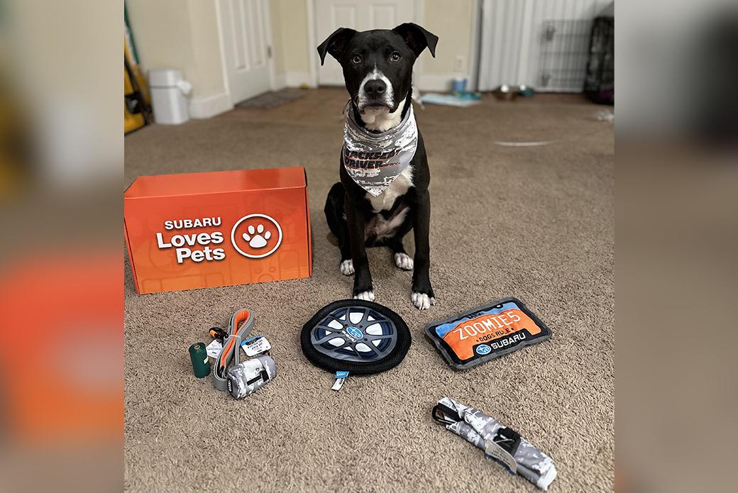 dog sitting in front of new toys