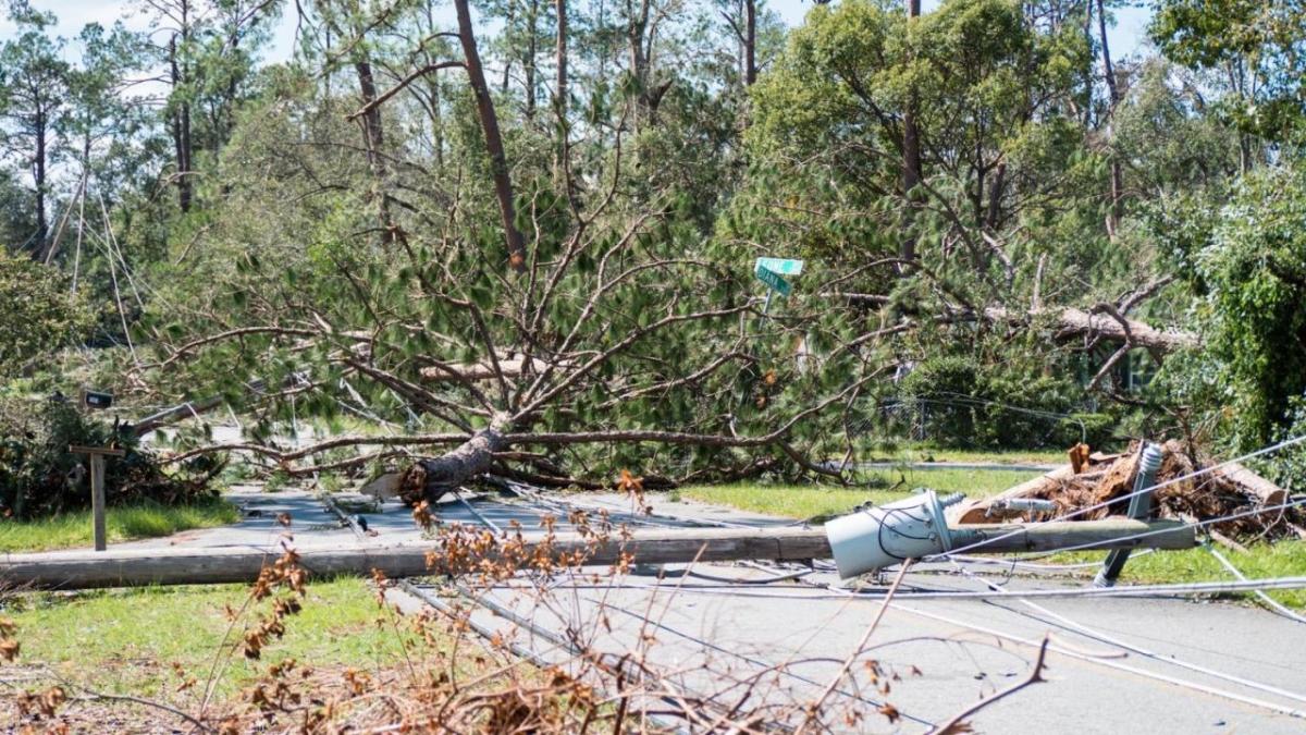 Fallen power lines and trees over a road.