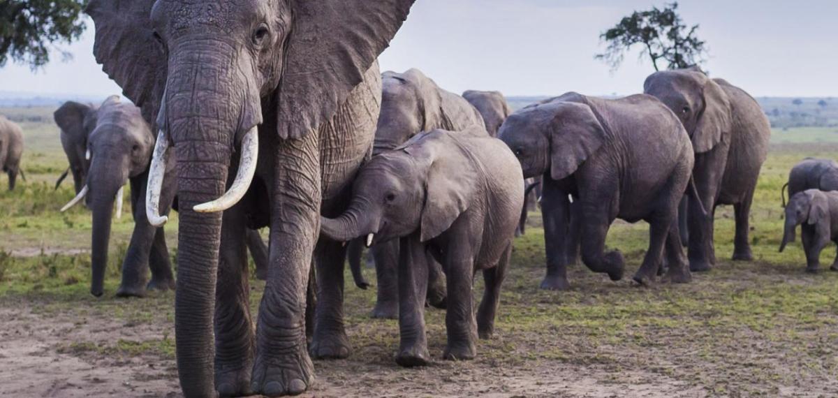 A herd of elephants of different sizes.