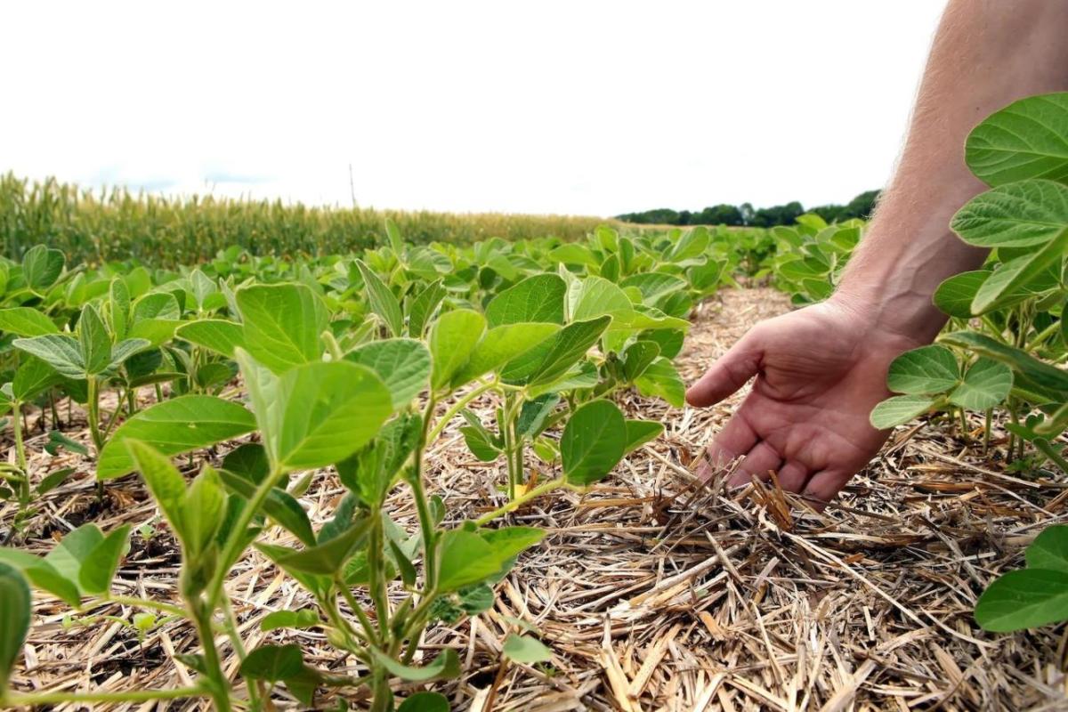 Farmers hand reaching down to plants in the garden