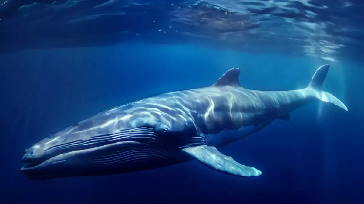 Fin whale close to the water surface