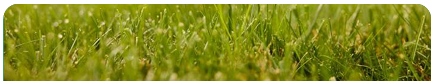 Close up of grass