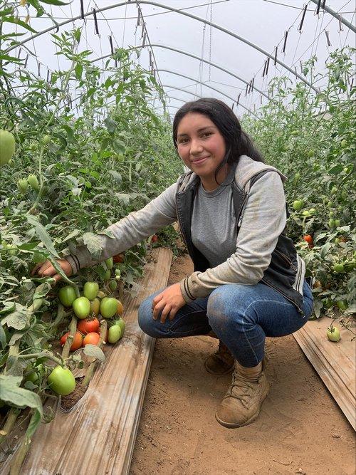 A smiling person crouched next to tomato plants in a greenhouse.