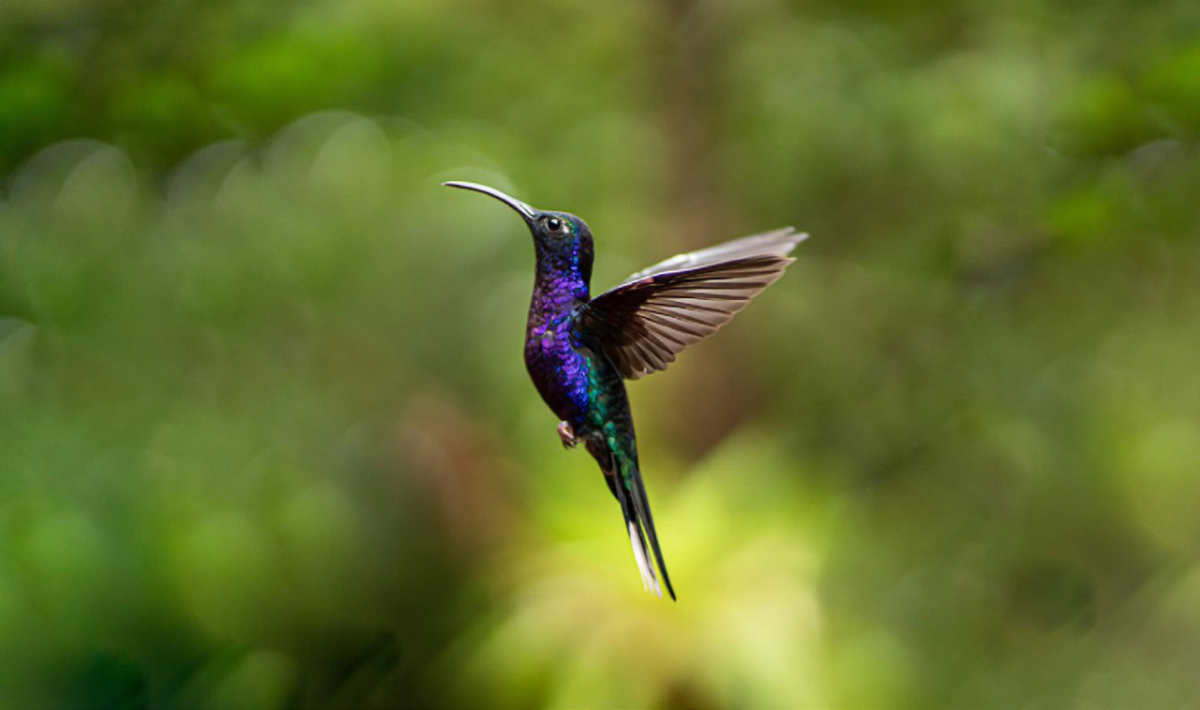 Hummingbird mid-air