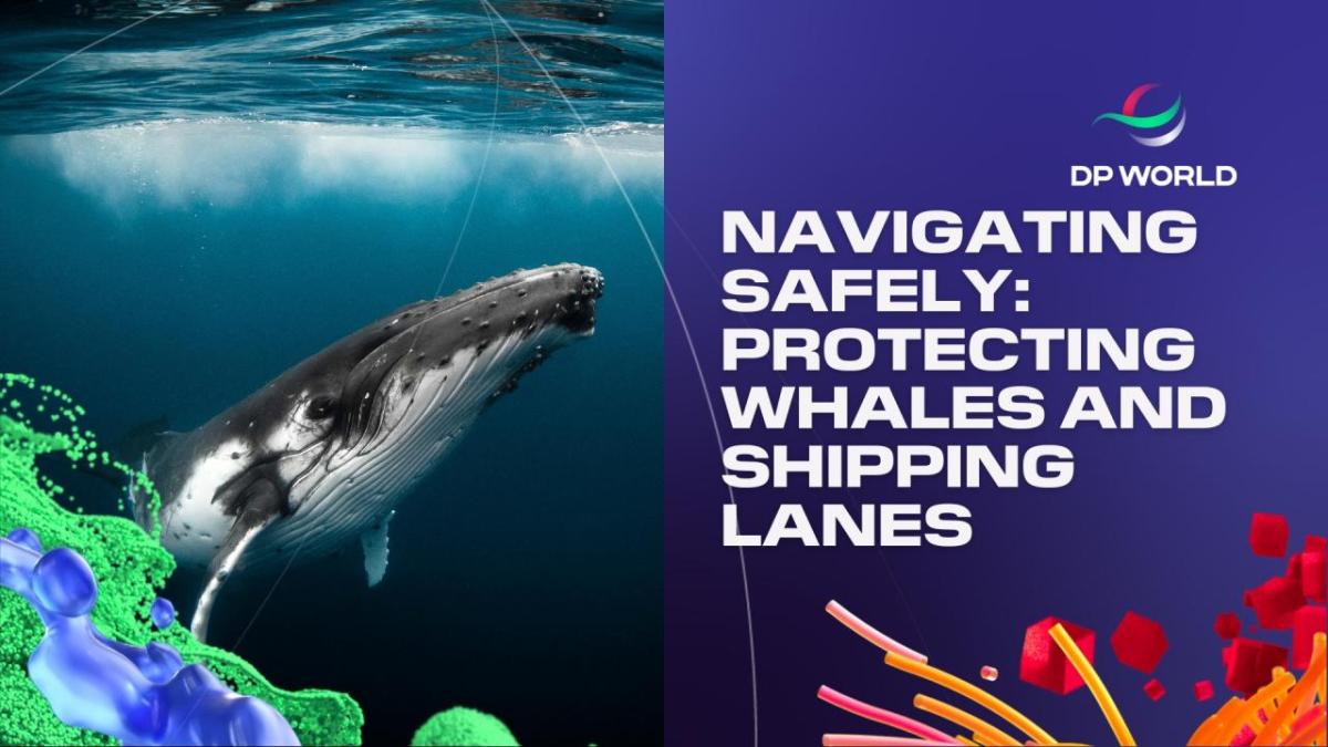 "Navigating safely: protecting whales and shipping lanes." On the left a humpback whale near the water surface.