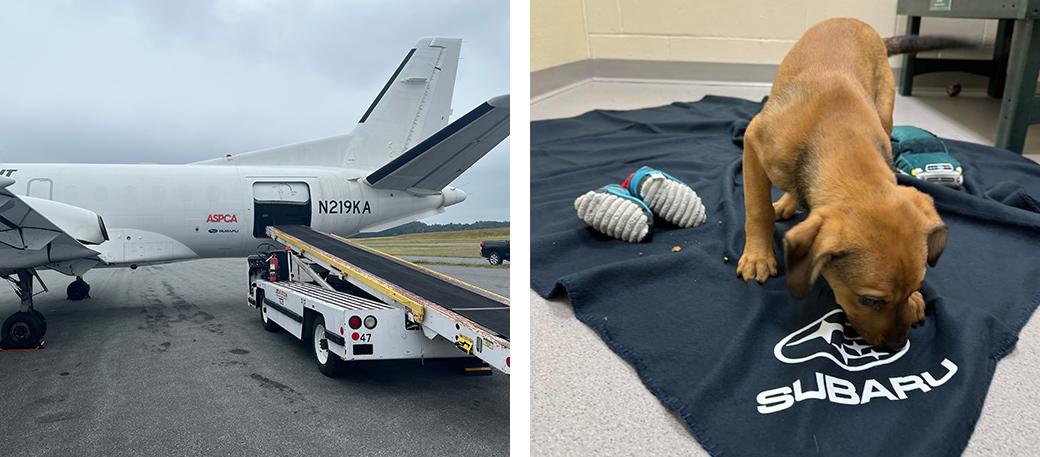 plane ready for dogs on left and a puppy on the right