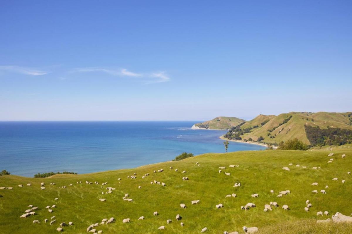 new zealand sheep farm along coast with ocean view and hills