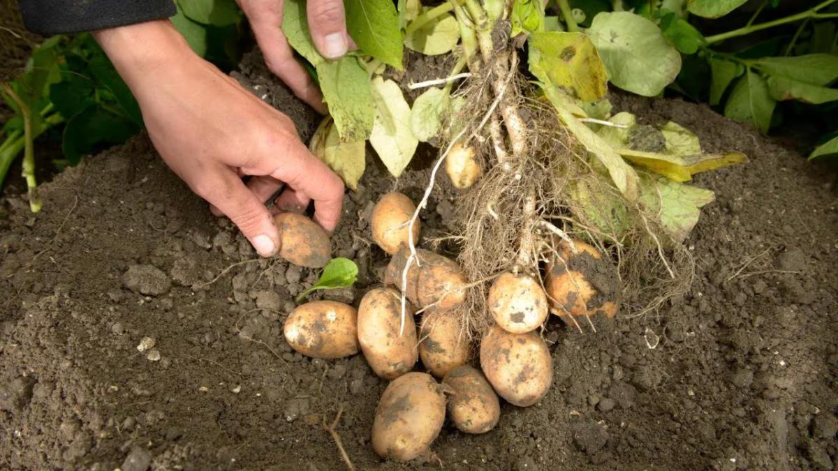 hands on a potato plant being pulled from the ground