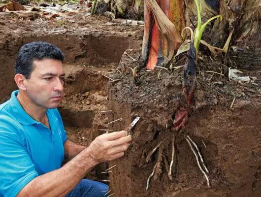 farmer in a blue shirt examining the roots of a banana tree