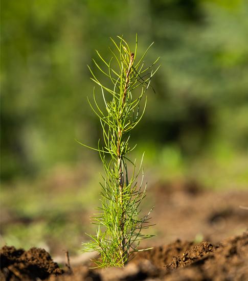 Close up of a tree sprout in the ground.