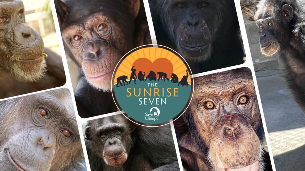 Sunrise Seven central in a collage of photos of chimpanzees.