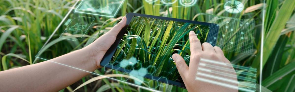 Two hands using a tablet device, dens green plants surrounding.