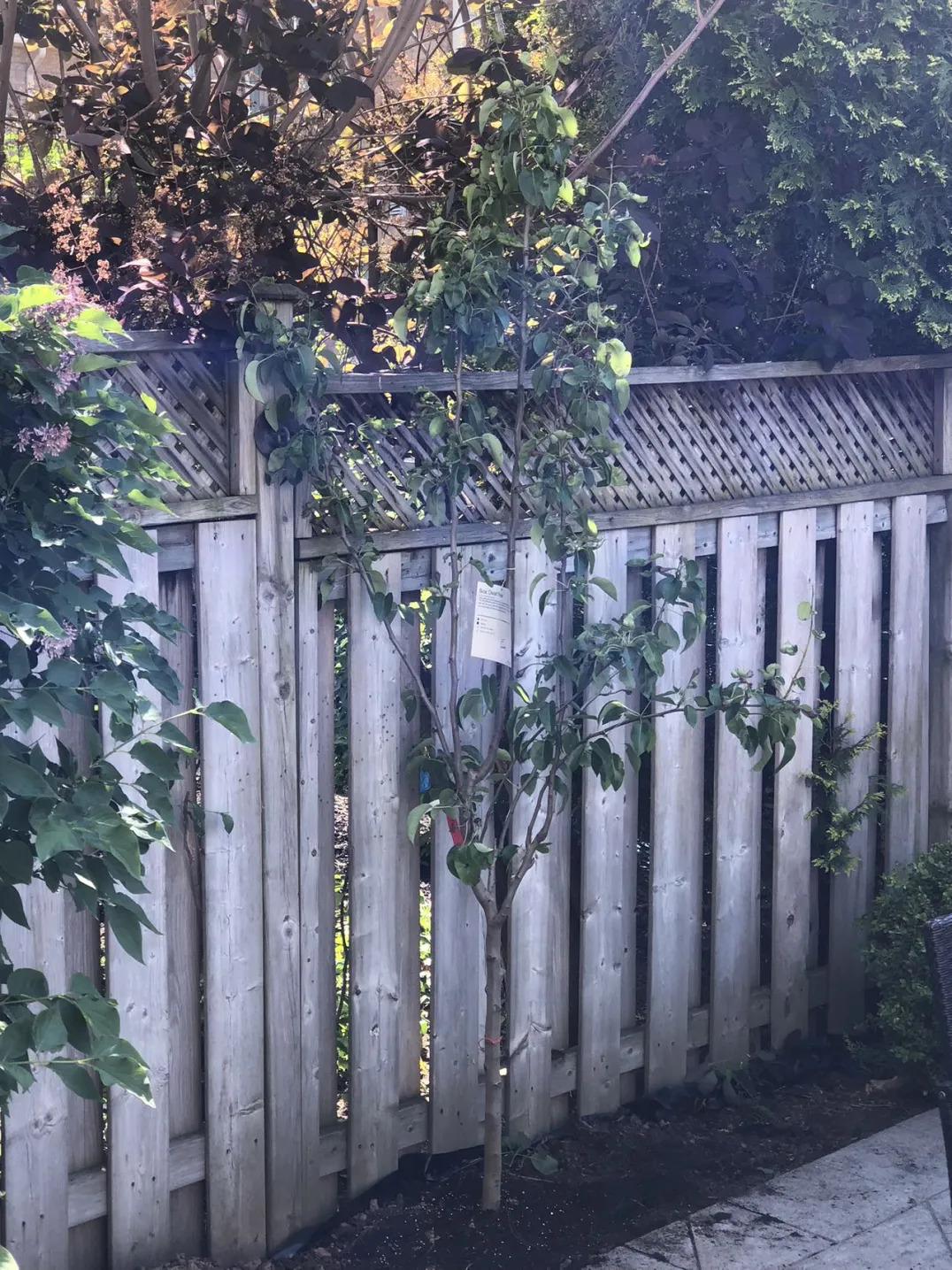A small tree next to a fence.
