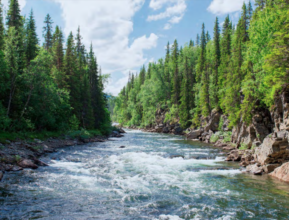 A fast flowing river through a forested area.