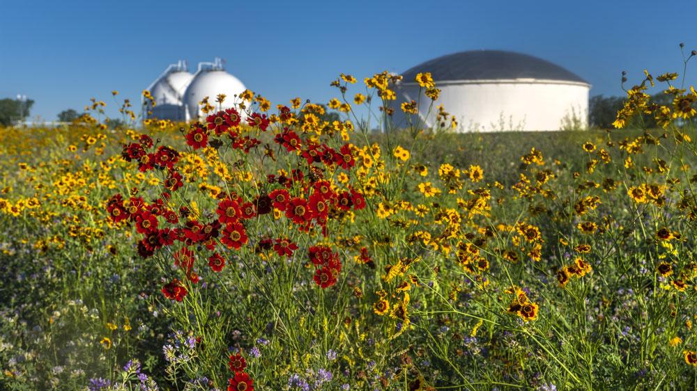 A field of flowers. Domed buildings in the background.
