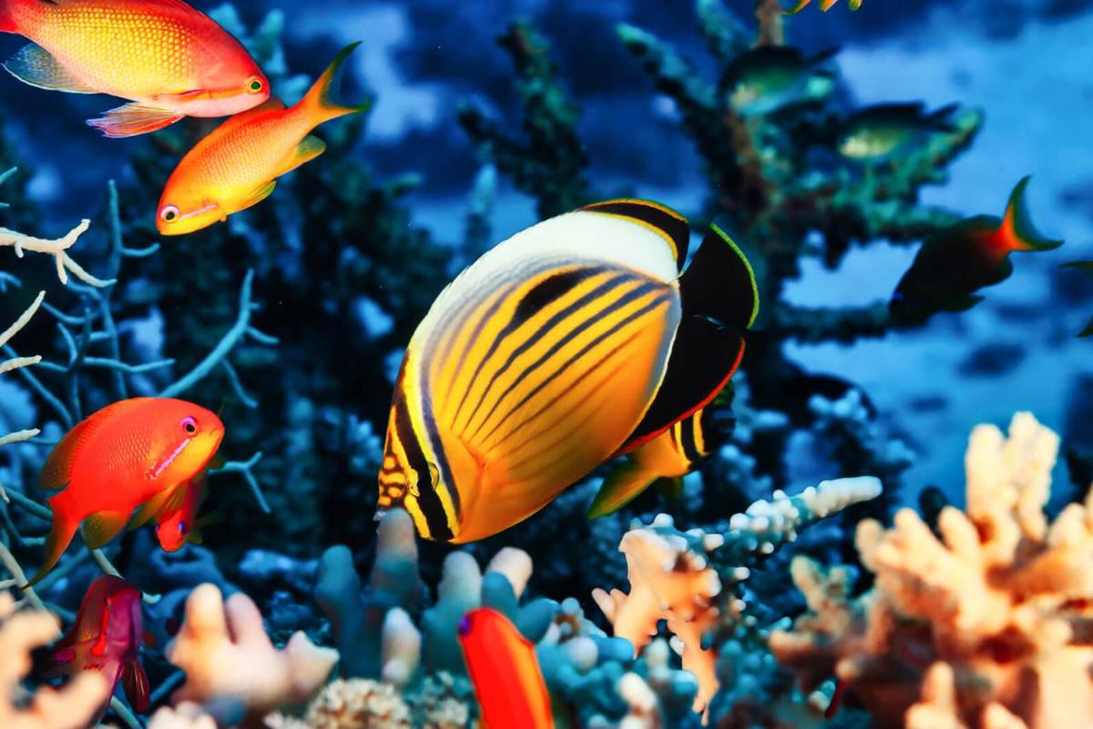 orange and yellow tropical fish in a coral reef