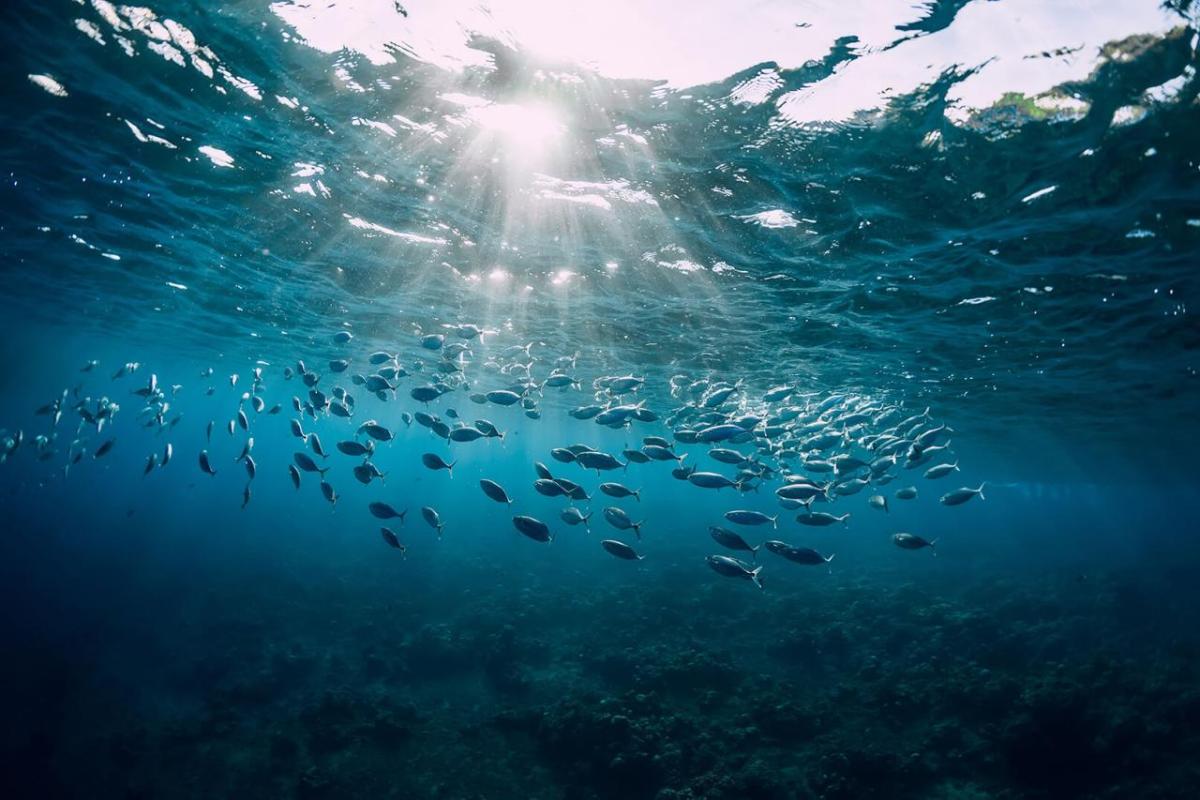 a school of silvery fish in a sunlit ocean