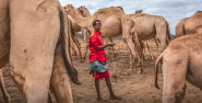 A farmer with a herd of camels
