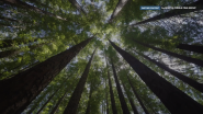 Trees from below