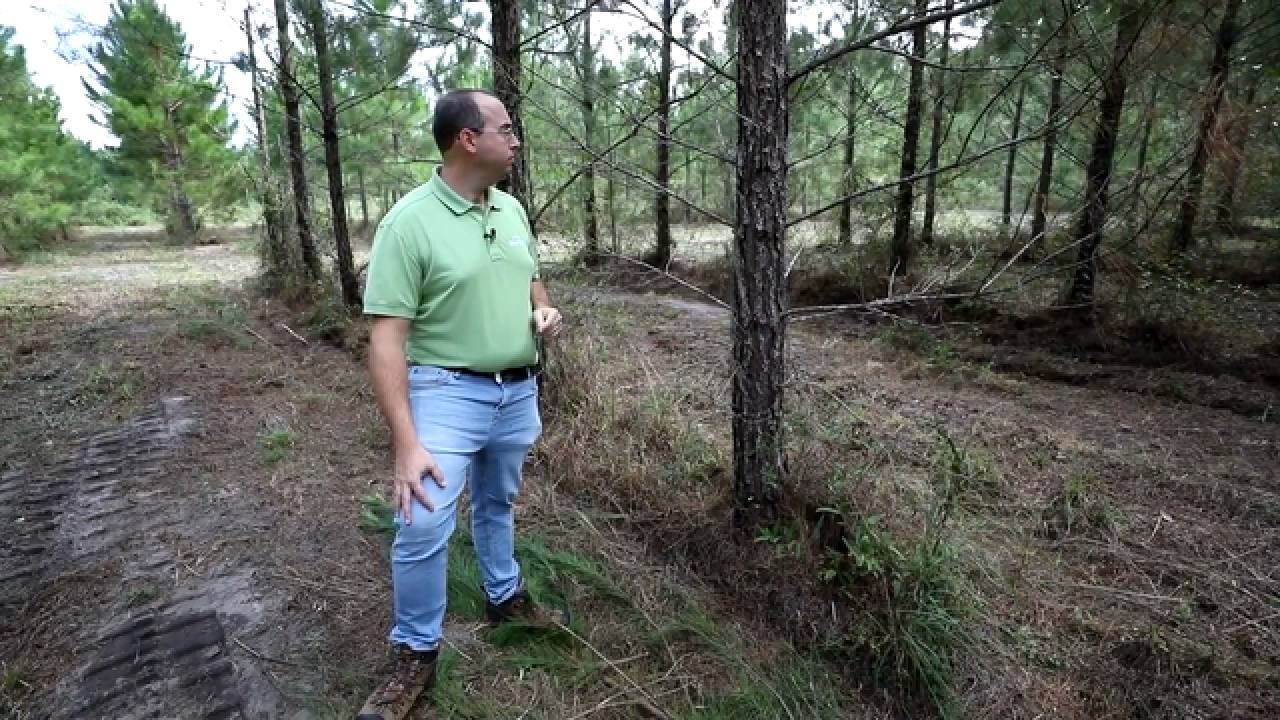 How Pinecones from Rayonier's Best Trees Become Forests