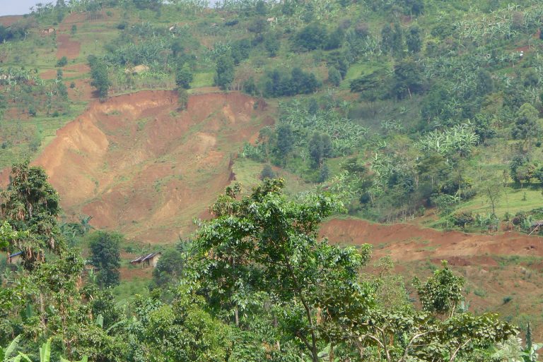 Uganda Will Use Trees on Farms to Meet National...