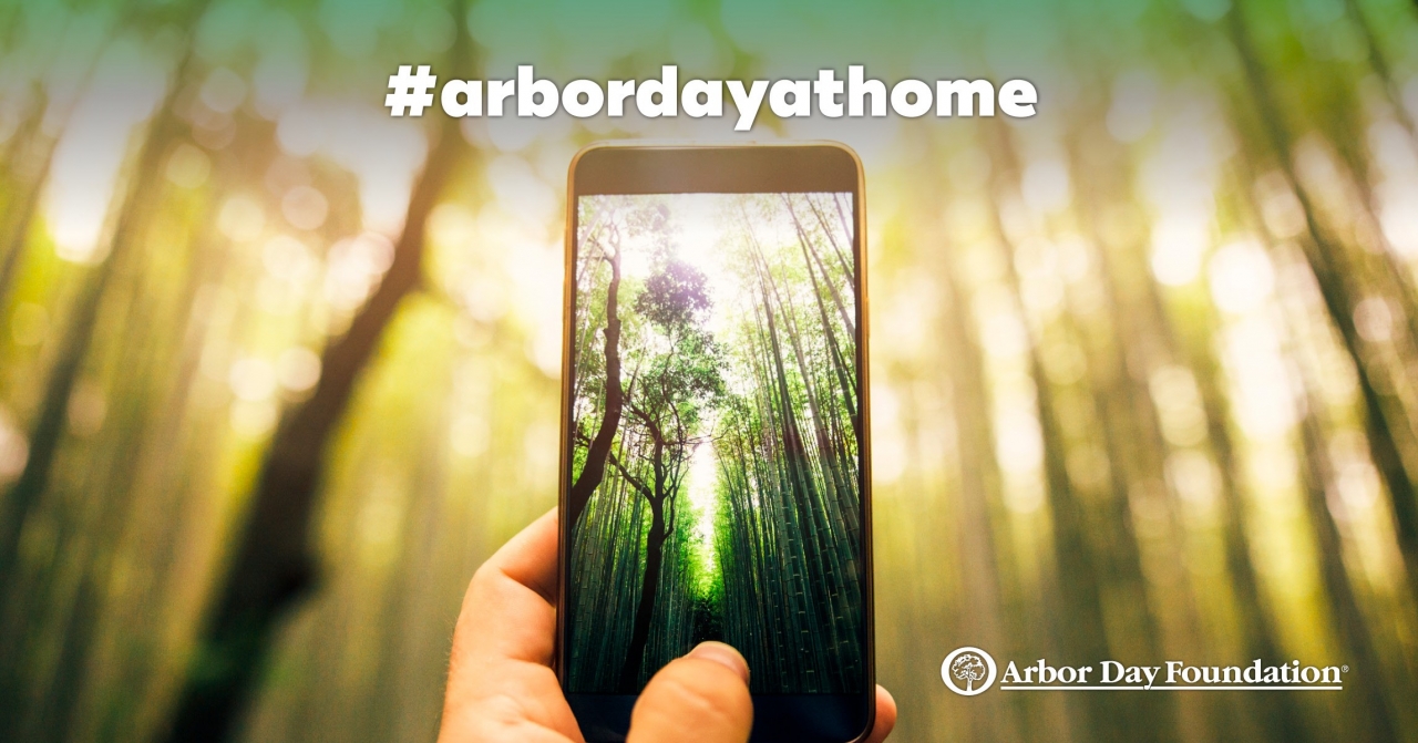 Arbor Day Foundation Launches Campaign To Celebrate Arbor Da