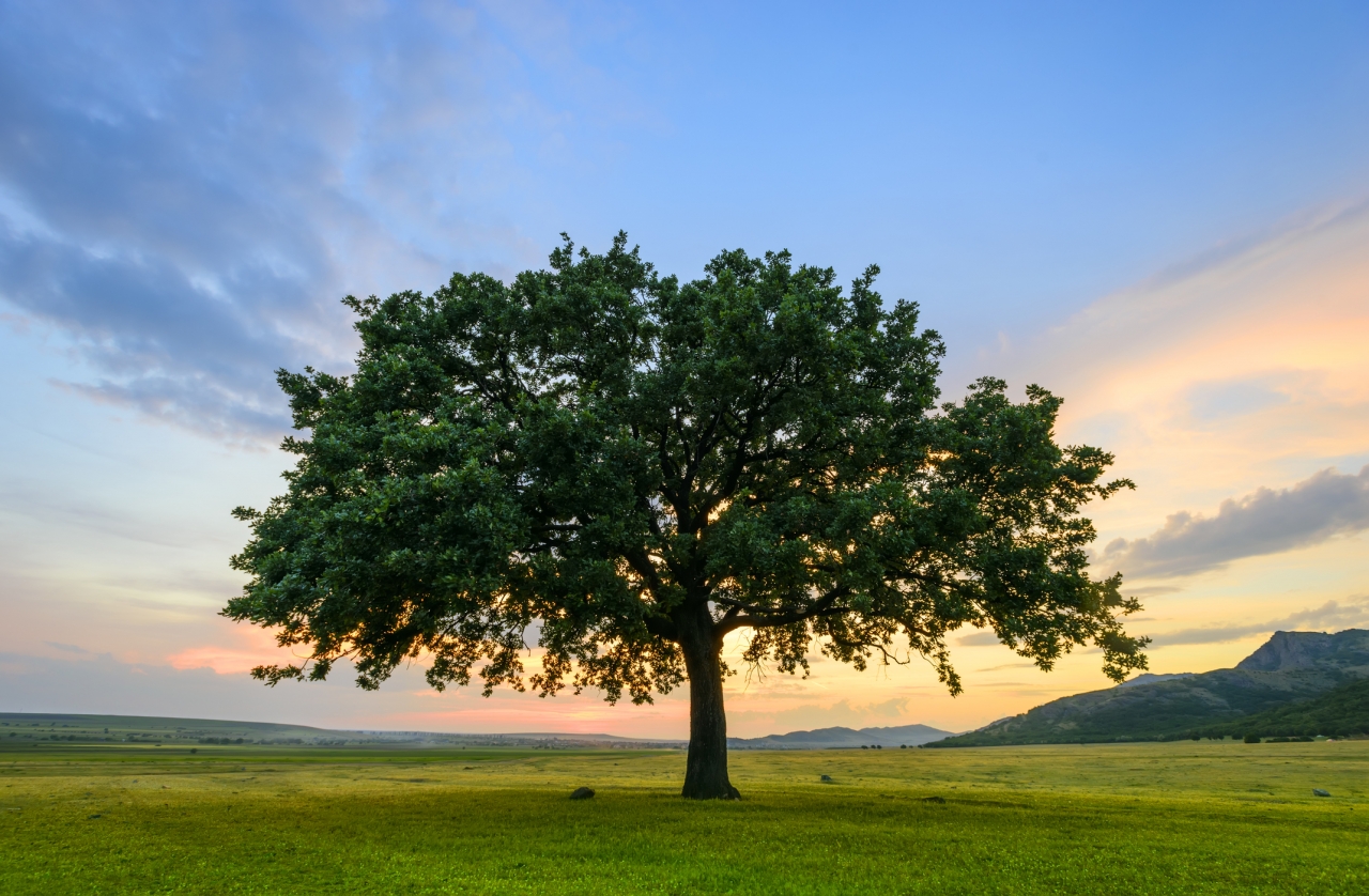 10 Best Shade Trees