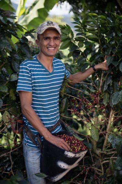 Arcangel de Jesus Restrepo Arroyave, 30, harvests coffee cherries. Arcangel, a father of two, is a fourth generation coffee producer and his father was a founding member of COOPERANDES, a coffee cooperative in Vereda La Solita, Andes, Antioquia, Colombia. The cooperative has approximately 3,500 members.