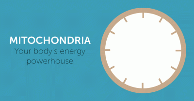 Did you know that mitochondria - specialized cellular subunits that are the main site of energy conversion - are positively impacted by physical activity? Physical activity, whether a moderate-intensity jog or a high-intensity interval training session, sends signals to the body’s metabolic systems. In response to this stimulus, molecules within our cells trigger a cascade of events that prompt cells to make new proteins and enzymes that improve the functional capacity and quantity of the mitochondria in order to meet new demands placed on the body.4