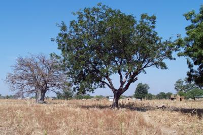 Restoration of landscapes such as this around the village of Gwenia, Ghana needs both men and women working together. Photo: World Agroforestry Centre/Joan Baxter