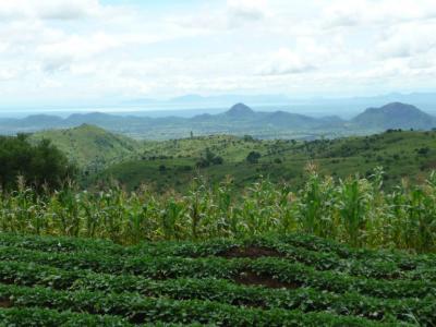 To feed a growing population, agricultural production in Malawi needs to be stepped up. Photo: World Agroforestry Centre/Charlie Pye-Smith