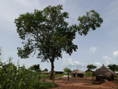 A lone tree provides useful shade to this refugee homestead. But more are needed to provide goods such as firewood and fruit and services such as erosion control. There is ample space to plant and regenerate trees. Photo: World Agroforestry Centre/Catharine Watson
