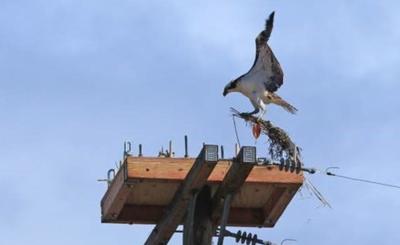 An osprey begins rebuilding its nest in Huntington Beach after an SCE crew built a platform to make the nest more secure. Credit: Joseph Foulk