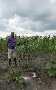 Innocent Agele, 24, an ICRAF community facilitator stands next to a shoulder high papaya. Photo: World Agroforestry Centre/ Catharine Watson