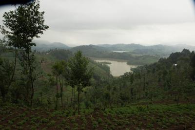Increasing both the number of trees and species on farms helps conserve and restore biodiversity and improves agricultural productivity. Photo: World Agroforestry Centre/Ake Mamo