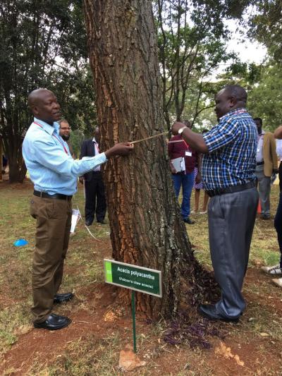 Peter Olanya, Project for Restoration of Livelihood in Northern Region (PRELNOR) in Uganda and Paul Njuguna (Upper Tana Natural Resource Management Project (UTaNRMP) in Kenya, take measurements of tree width during the Land Degradation Surveillance Framework demonstration. Photo World Agroforestry Centre/Sabrina Chesterman